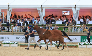 The Equerry Bolesworth International Horse Show Elite Auction 2018 – Can Records Be Broken? The Equerry Bolesworth International Horse Show Elite Auction 2018 – Can Records Be Broken?